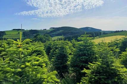 Was machen unsere Weihnachtsbäume eigentlich im Sommer?