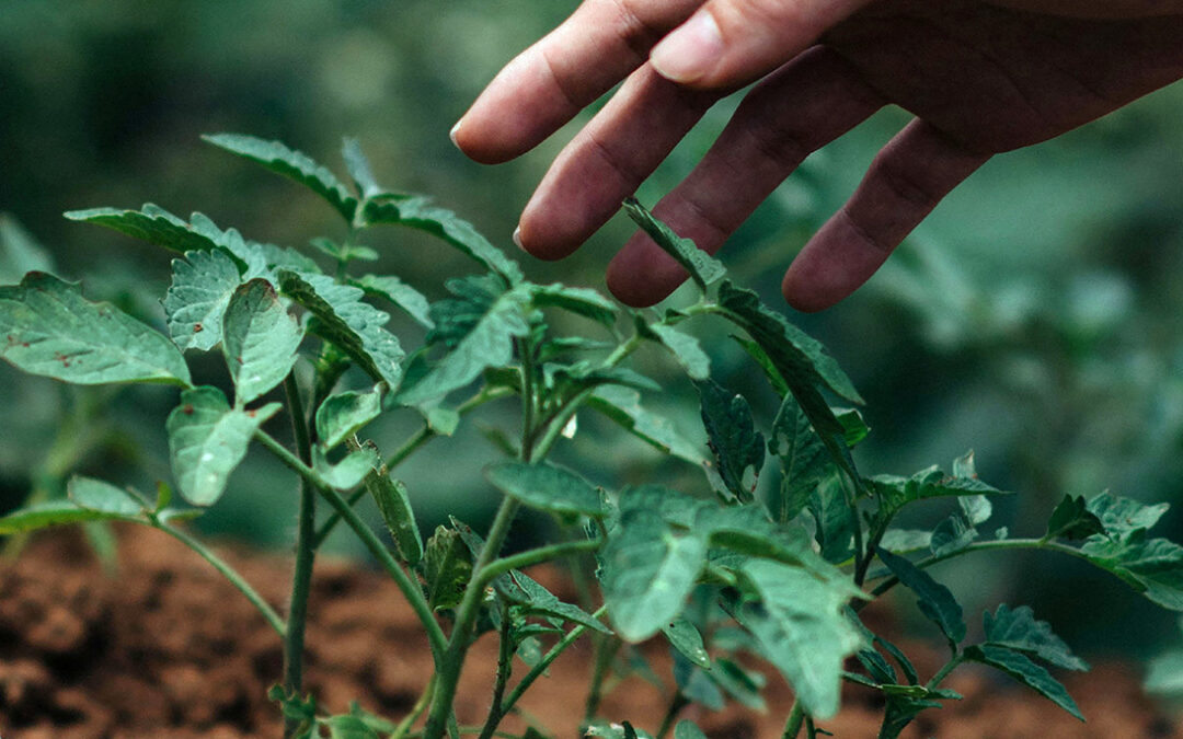 Stellenausschreibung: Leiter/in (m/w/d) für das Bildungszentrum Gartenbau und Landwirtschaft Münster-Wolbeck