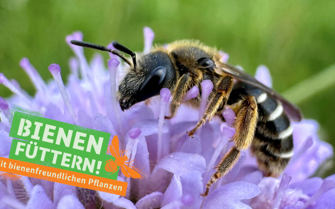 Gärtnerischer Fachhandel unterstützt Weltbienentag