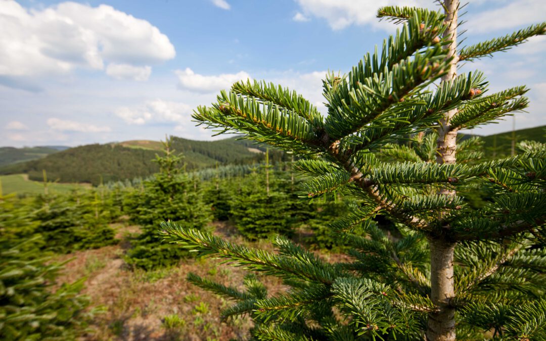 Halbzeit für den natürlichen Weihnachtsbaum – ab jetzt rückt Weihnachten Tag für Tag näher