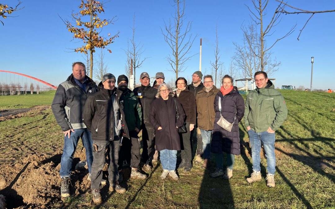 Über 150 neue Bäume für den Rheinpark: Baumschulen pflanzen Klimahain für die IGA 2027