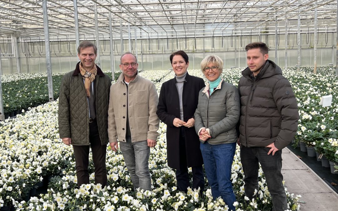 Weihnachtsfreude aus dem Gewächshaus: Ministerin Gorißen besucht Christrosenproduktion in Issum