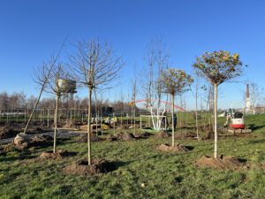 Auf rund 2.000 Quadratmetern entsteht im Duisburger Rheinpark der Ausstellungsbeitrag des Baumschulverbandes NRW mit klimaangepassten Bäumen, Hecken sowie Stauden und Gräsern