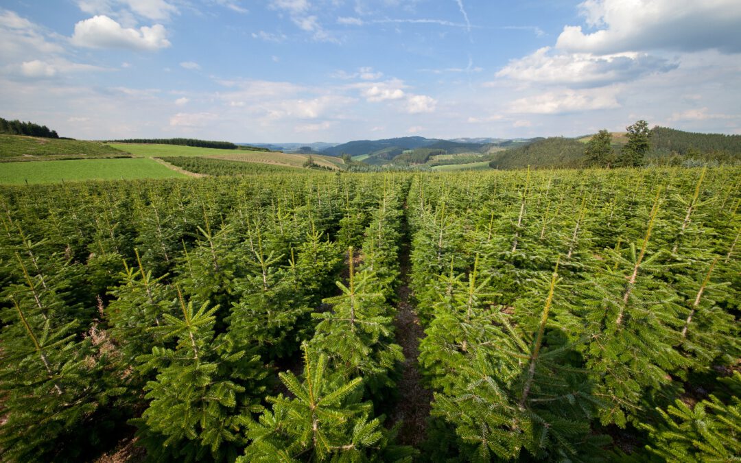 Halbzeit bis Weihnachten: Weihnachtsbäume wachsen planmäßig