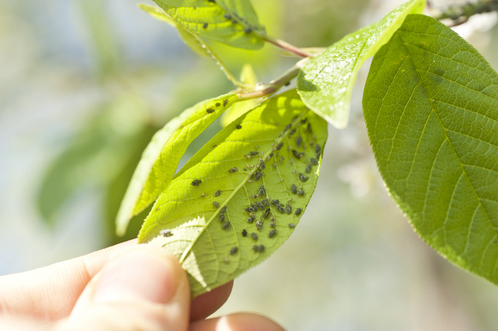 Kostenlose Garten-Sprechstunde für Hobby-Gärtner auf der Laga: Profi-Tipps für Garten, Balkon & Terrasse