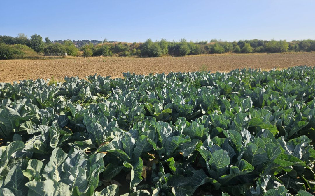 Trockenheit fordert Gemüsebau in NRW – Bewässerung wird zur Schlüsselfrage